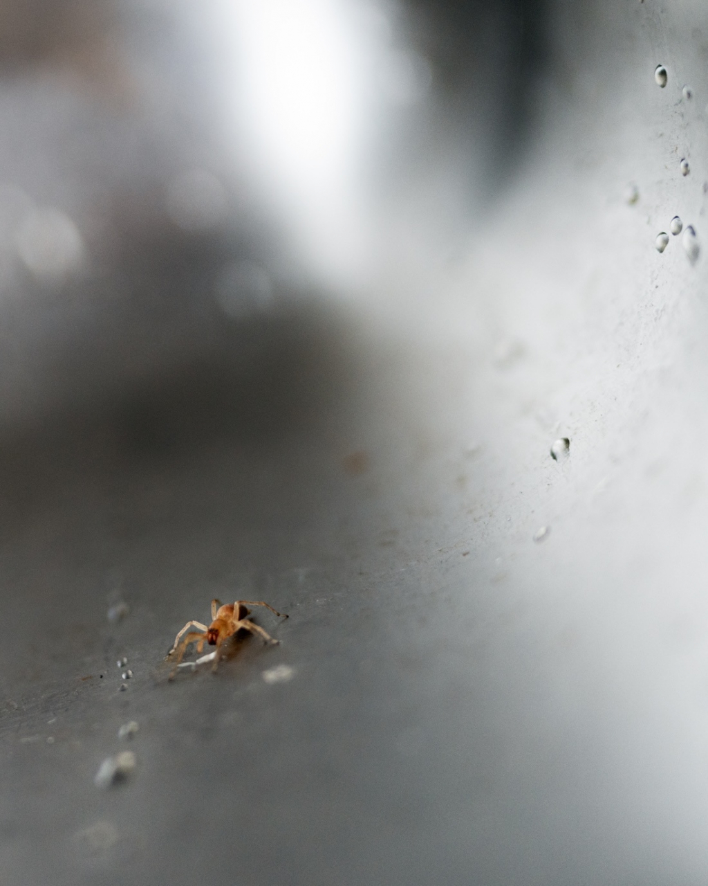 Elizabeth Hopkins Precarious Ascent 2024 1100